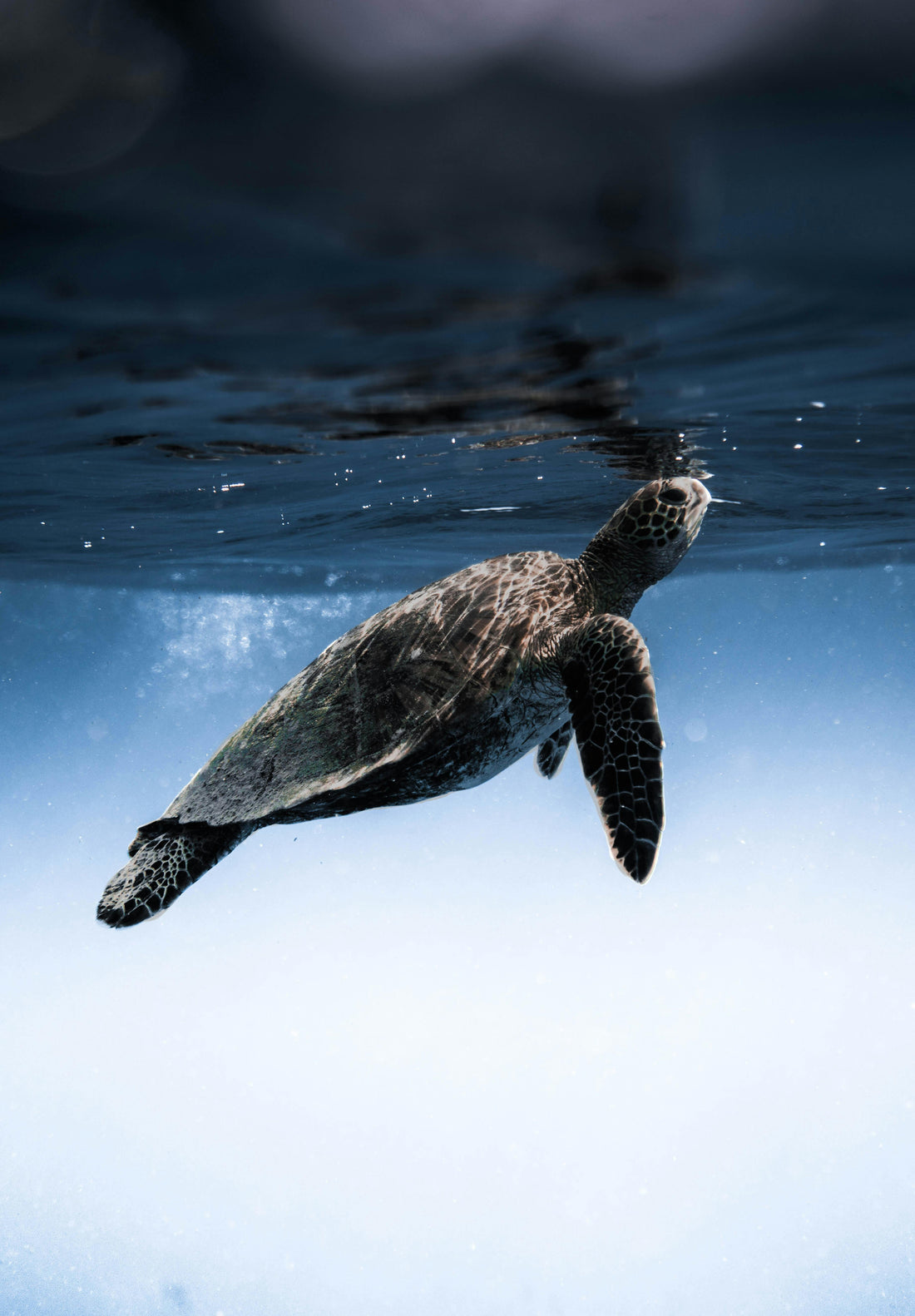 Top 3 Ways YOU Can Be a Hero for Sea Turtles